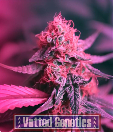 Runtz Candy Photoperiod Feminized Seeds 13ct Vetted Genetics