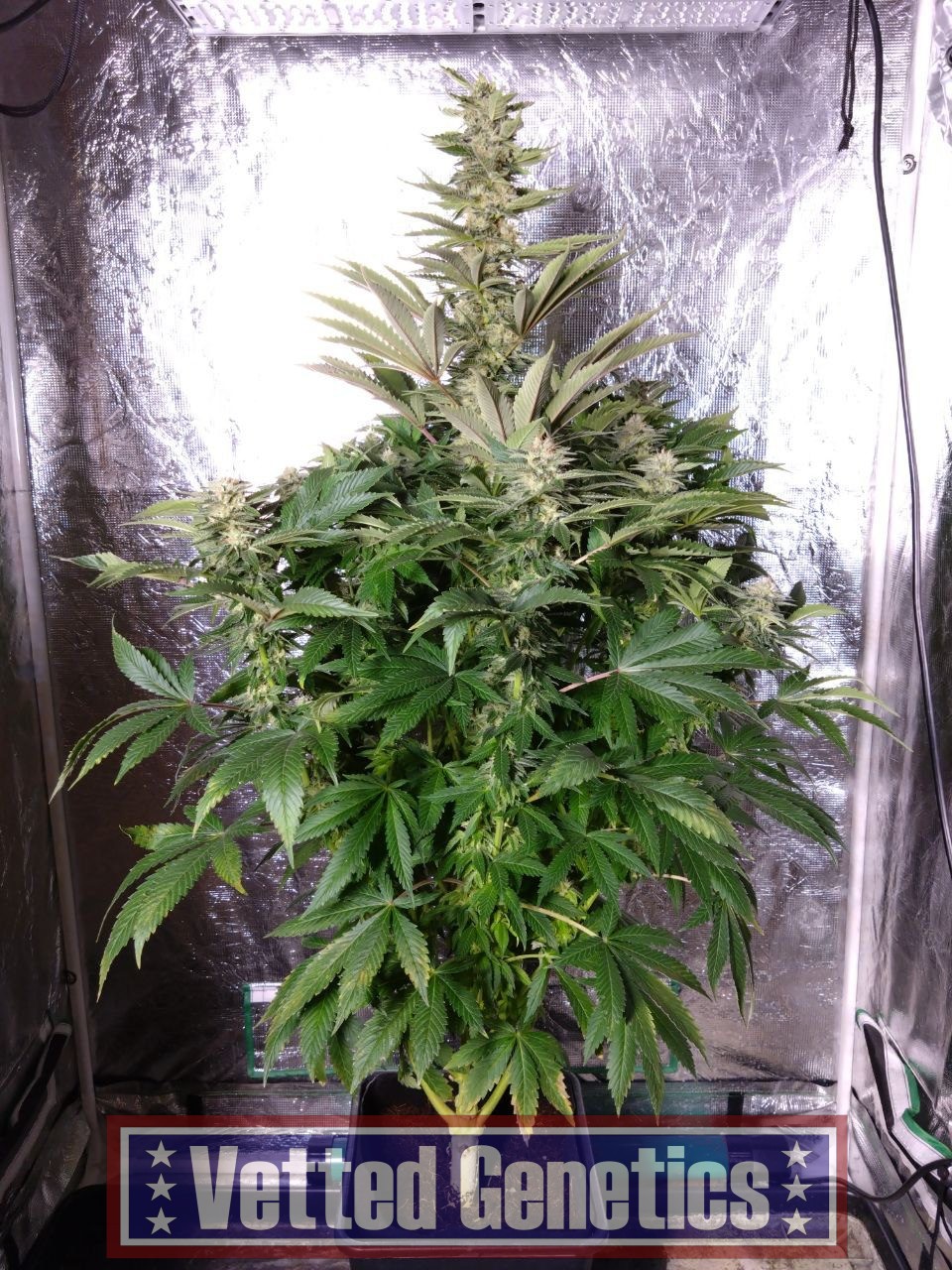 White Widow | Autoflowering | Feminized | Seed Packs | 6 Seeds – Vetted ...